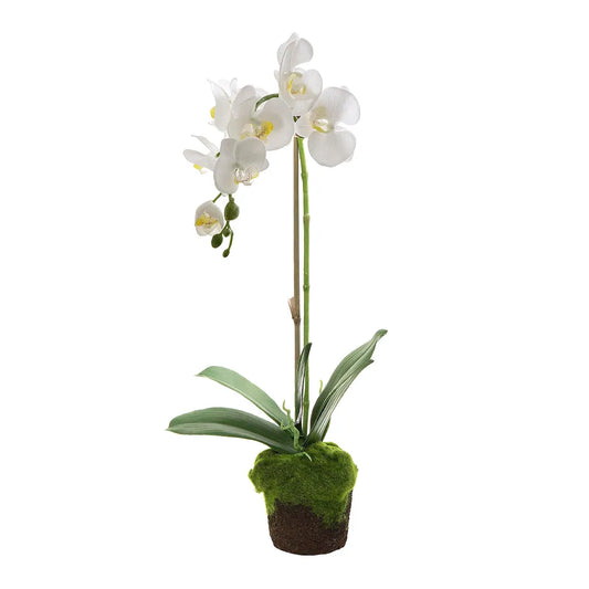 FAUX MOSS POTTED ORCHID (SINGLE STEM)